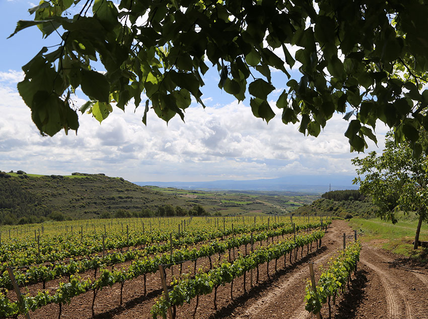 Viñedo en los alrededores de Yécora Viñedo en los alrededores de Yécora